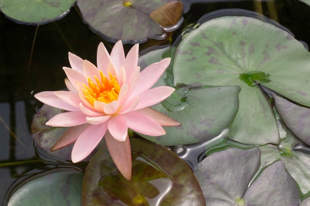 Fleur de lotus dans le jardin botanique, stock photo