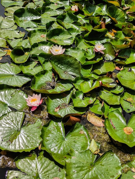 fleur de lotus dans le lac fond vert