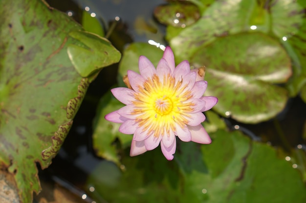 Fleur de lotus dans le parc de lecture