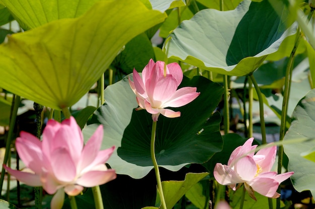 Fleur de lotus dans un petit réservoir sur le territoire de la région de Volgograd