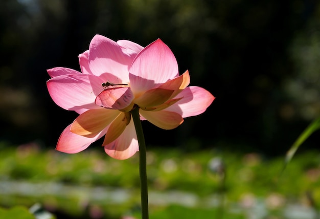 Fleur de lotus dans une plaine inondable de la Volga dans la région de Volgograd en Russie