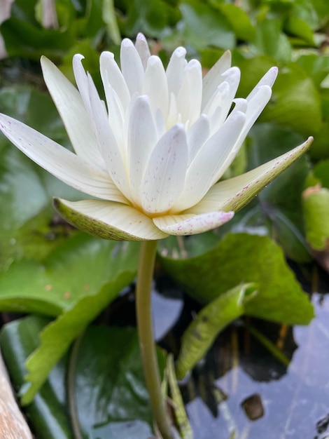 La fleur de lotus émerge de l'eau