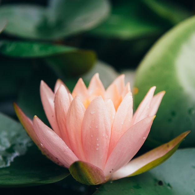 La fleur de lotus est complétée par les riches couleurs de la surface de l’eau bleue profonde.