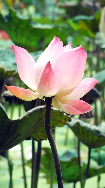 Une fleur de lotus en fleurs