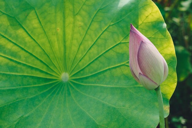 Photo fleur de lotus sur fond de feuille verte