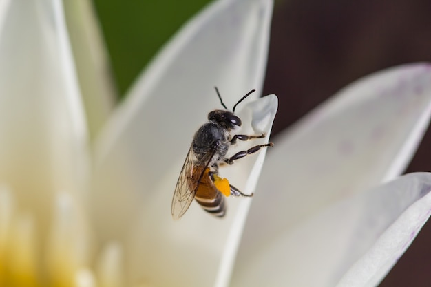 Fleur de lotus en gros plan / fleur de lotus blanc et abeille sur lotus de pollen dans l'étang