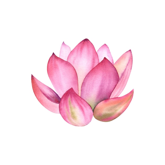 Une fleur de lotus en gros plan Illustration à l'aquarelle d'un lis d'eau sur un fond blanc Un paquet pour le clipart des salons de spa et le design zen