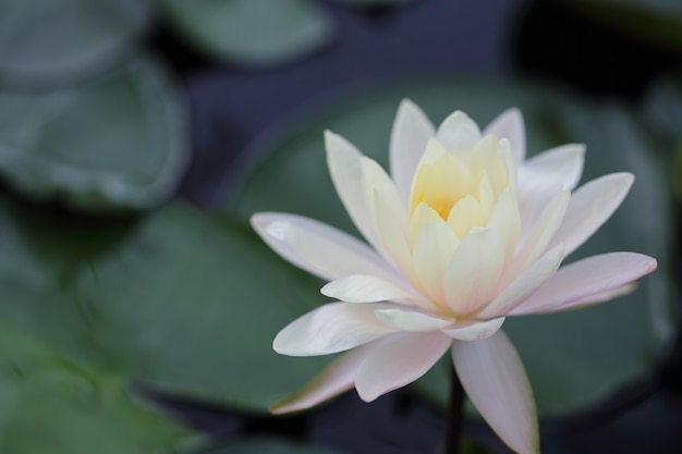 Fleur de lotus en gros plan