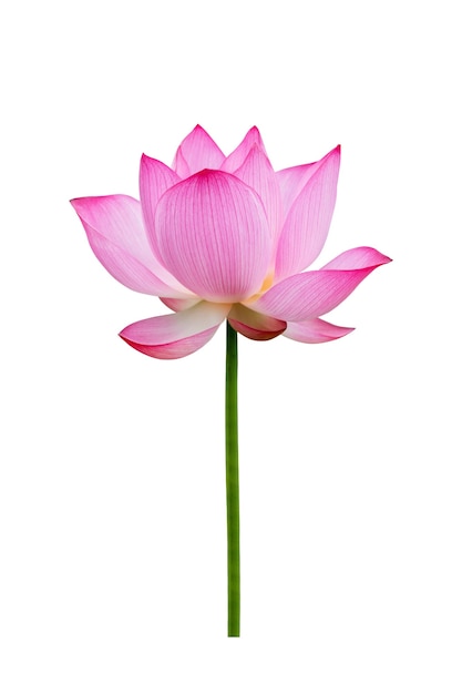 Fleur de lotus isolé sur fond blanc. Le fichier contient avec un chemin de détourage si facile à travailler.