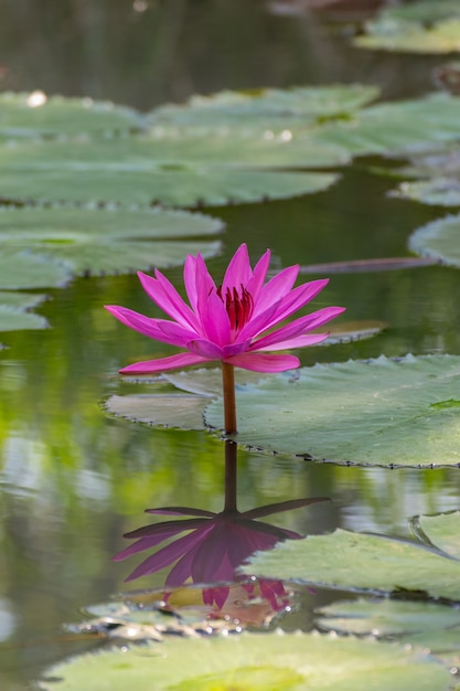 Fleur de lotus (Lotus ou Nelumbo) violet, violet et rose