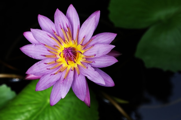 Fleur de lotus nénuphar sur un étang