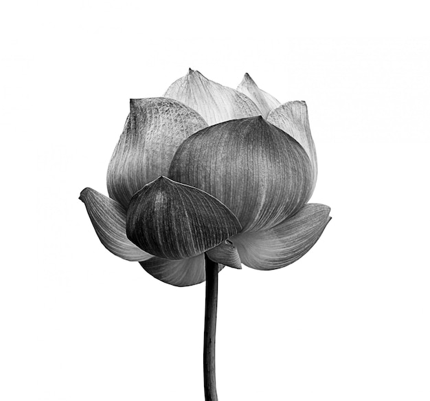 Fleur De Lotus En Noir Et Blanc Isolé Sur Espace Blanc