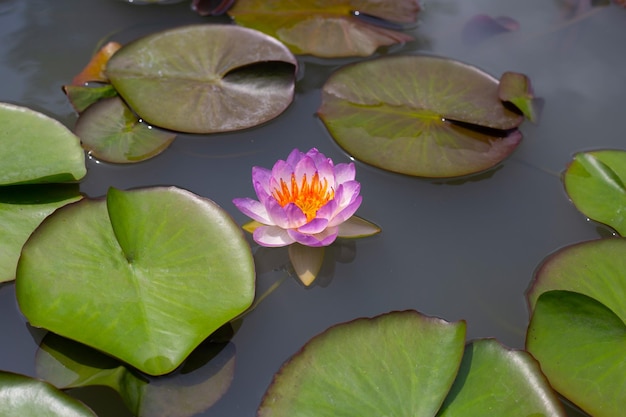 Fleur de lotus Nymphaea avec des feuilles Beau nénuphar en fleurs