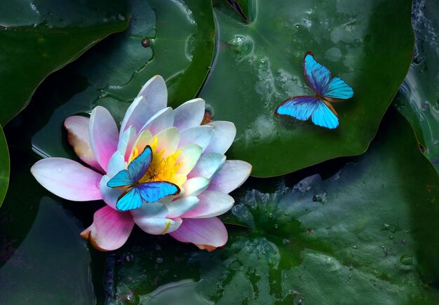 Photo une fleur de lotus avec des papillons dessus