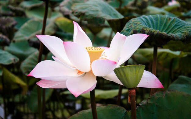 Fleur de lotus et plantes à fleurs de lotus