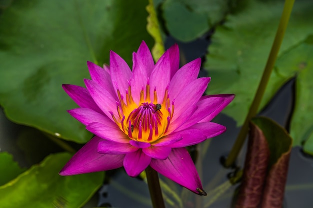 Fleur de lotus pourpre avec abeilles à miel collectant le pollen