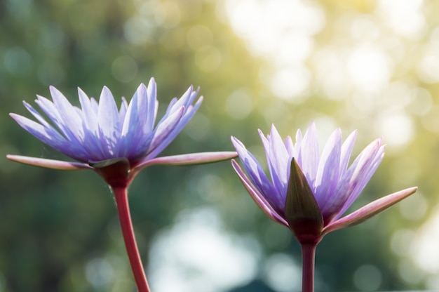 La fleur de lotus pourpre au soleil avec fond flou et doux bokeh