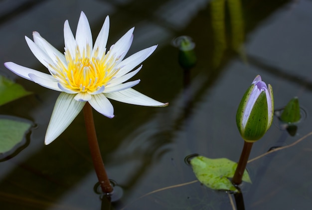 Fleur de lotus pourpre dans l&#39;étang