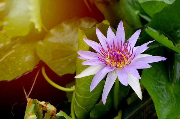 La fleur de lotus pourpre s'est ouverte sur un étang avec le centre jaune et