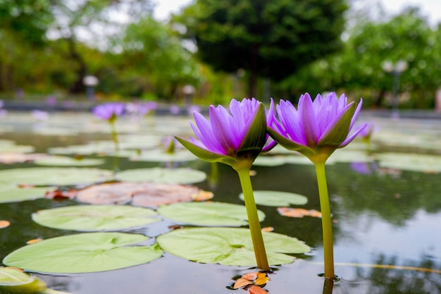 Fleur de lotus pourpre