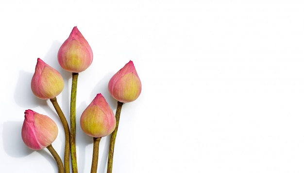 Fleur de lotus rose sur blanc isolé. Vue de dessus avec espace copie