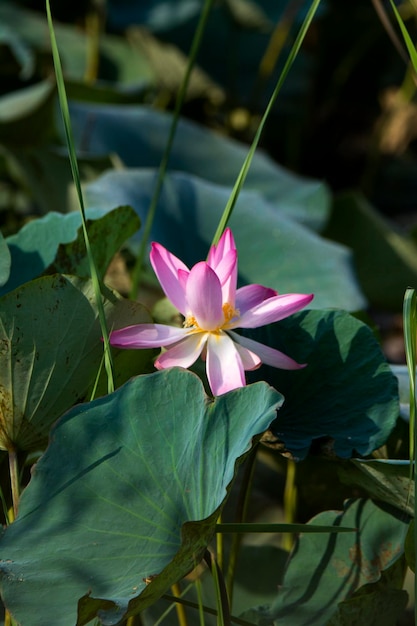 Une fleur de lotus rose et blanche est entourée de feuilles.