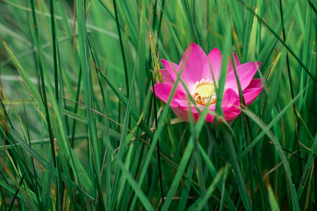 Fleur de lotus rose dans l'étang de lotus