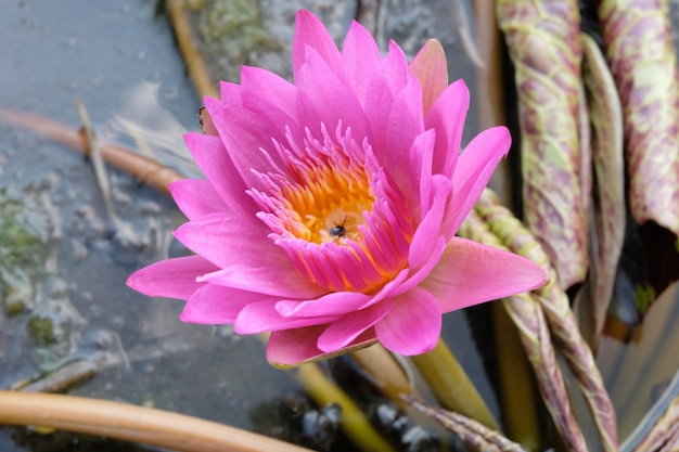 Fleur de lotus rose dans un étang