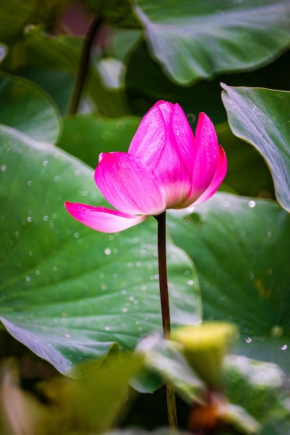 Une fleur de lotus rose dans le jardin.