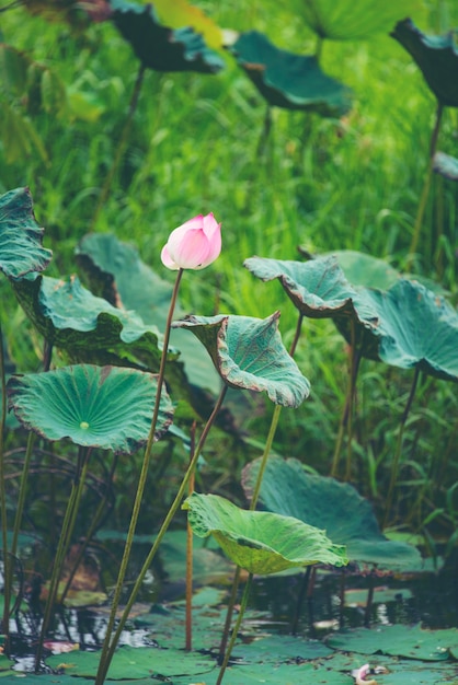 fleur de lotus rose dans le lac