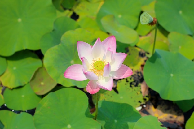 Une fleur de lotus rose est entourée de feuilles vertes.