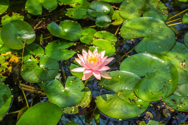 Fleur de lotus rose avec feuille verte dans l'étang