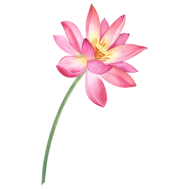 Fleur de lotus rose sur un fond blanc isolé Illustration à l'aquarelle d'un lis d'eau pour la conception de spa Dessin d'un lys d'eau chinois pour les cartes de vœux Modèle pour l'impression sur les vêtements