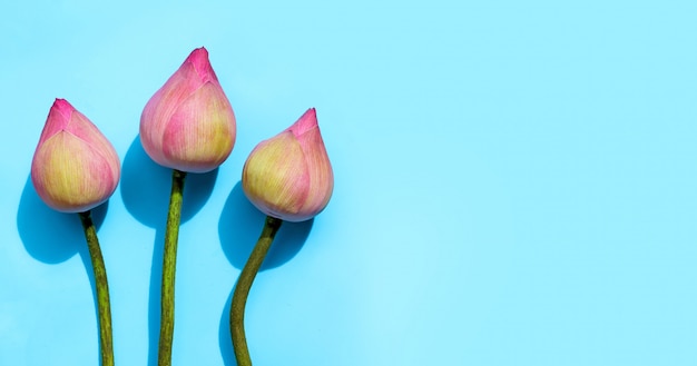 Fleur de lotus rose sur fond bleu.