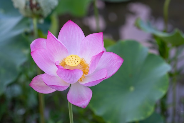 Une fleur de lotus rose sur un fond de feuille de lotus vert