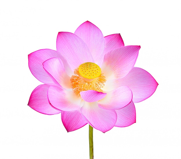 Fleur de lotus rose isolé