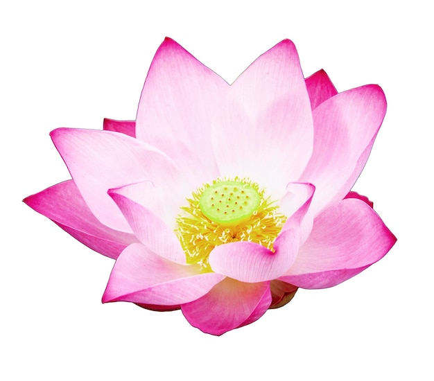 Fleur de lotus rose isolée avec des chemins de détourage