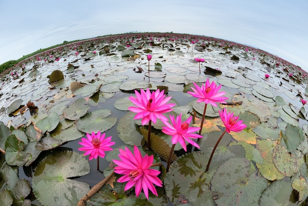 Photo fleur de lotus rose magnifique dans le lagon