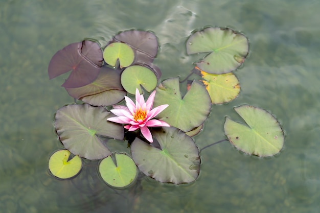 Fleur de lotus rose ou nénuphars et ses feuilles vertes à la surface de l'eau