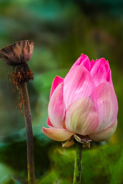 Une fleur de lotus rose avec un papillon dessus