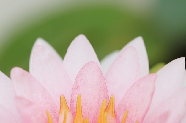 Photo fleur de lotus rose pétale.