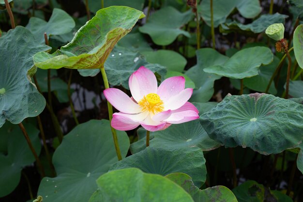 Fleur de lotus rose qui fleurit dans un étang avec des feuilles vertes