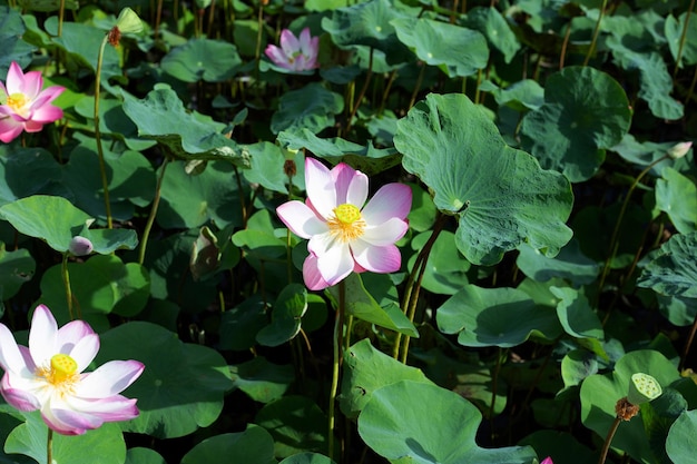 Fleur de lotus rose qui fleurit dans un étang avec des feuilles vertes