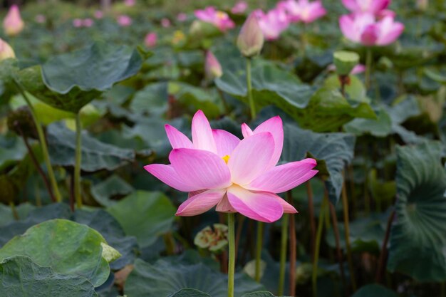 Fleur de lotus rose qui fleurit dans un étang avec des feuilles vertes