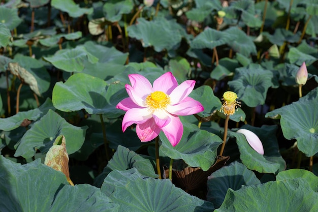 Fleur de lotus rose qui fleurit dans un étang avec des feuilles vertes