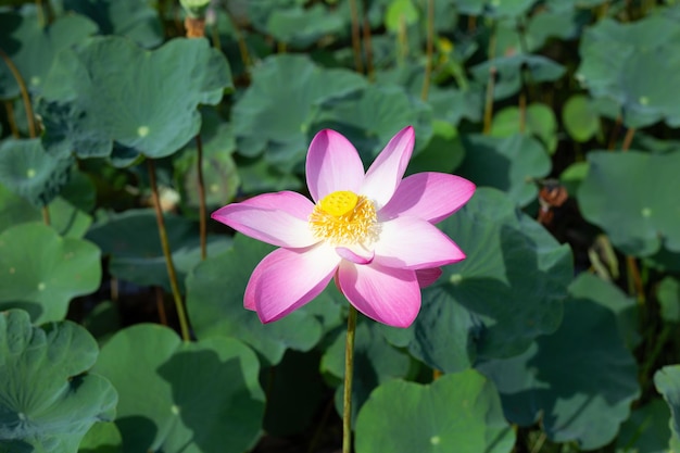 Fleur de lotus rose qui fleurit dans un étang avec des feuilles vertes