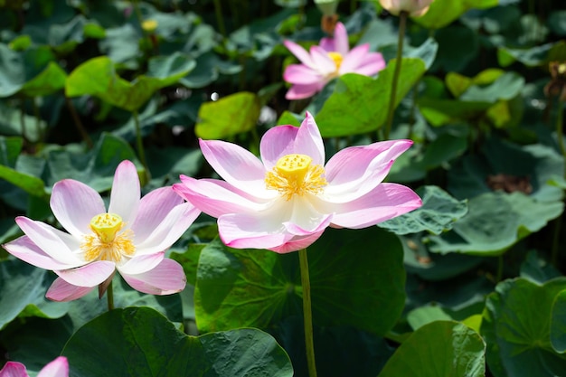 Fleur de lotus rose qui fleurit dans un étang avec des feuilles vertes