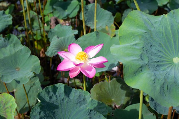 Fleur de lotus rose qui fleurit dans un étang avec des feuilles vertes