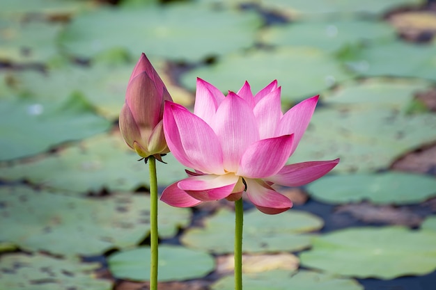 fleur de lotus rose qui fleurit parmi les feuilles luxuriantes dans l&#39;étang sous le soleil d&#39;été lumineux