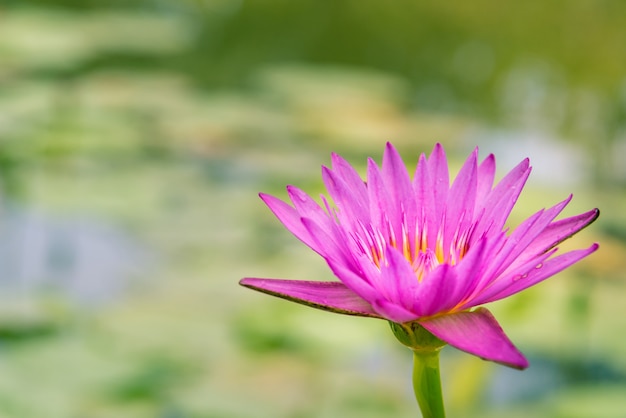 Fleur de lotus rose